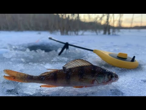 Видео: ЛОВЛЯ ОКУНЯ НА МОРМЫШКУ В БЕЗЛЮДНОМ МЕСТЕ