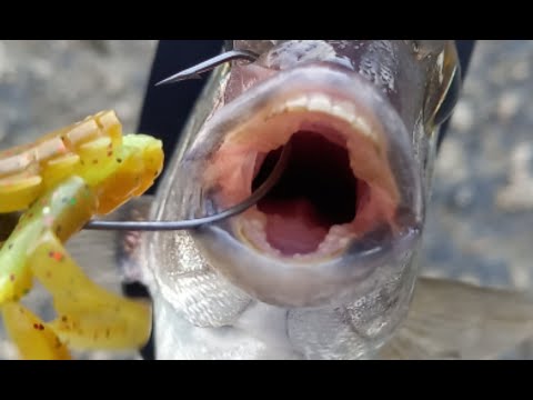 Видео: РЫБЫ С ЧЕЛОВЕЧЕСКИМИ ЗУБАМИ. РЫБАЛКА В ЧЁРНОМ МОРЕ.