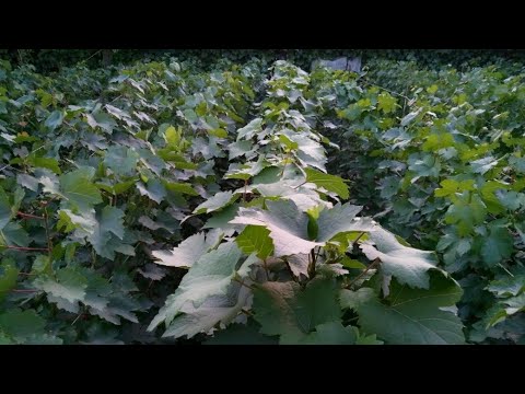 Видео: МОЯ  ШКОЛКА! 🍇🍇🍇ЧТО ЖЕ Я ПОСАДИЛ В ЭТОМ ГОДУ!? WhatsApp и Viber +79528500417. Тел. +79054033245.