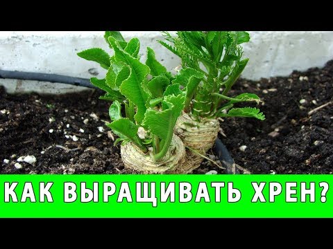 Видео: КАК ВЫРАЩИВАТЬ ХРЕН В ОГОРОДЕ