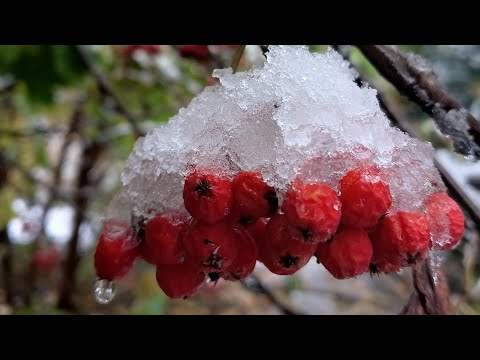 Видео: Про предсказания смерти и жизнь