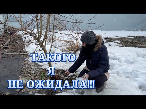 Видео: ❗️SOS❗️Мыши погрызли ЯБЛОНИ! Снежная ПЛЕСЕНЬ! Спасаем САД!🏡