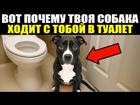 Видео: Если твоя Собака ХОДИТ ЗА ТОБОЙ В ВАННУЮ, вот что она пытается сказать!