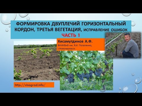 Видео: Двуплечий кордон, третья вегетация, исправление ошибок.ЧАСТЬ 1. Хисамутдинов АФ