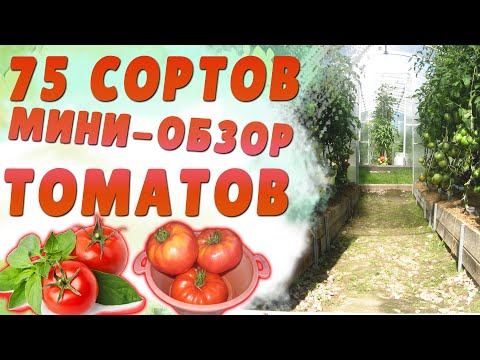 Видео: Мини-обзор томатов. Небольшая экскурсия по ВСЕМ СОРТАМ !