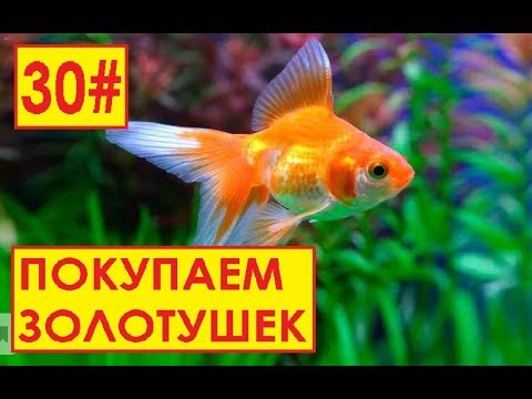 Видео: ЗОЛОТЫЕ РЫБКИ НА РАЗВОДНЕ 30#