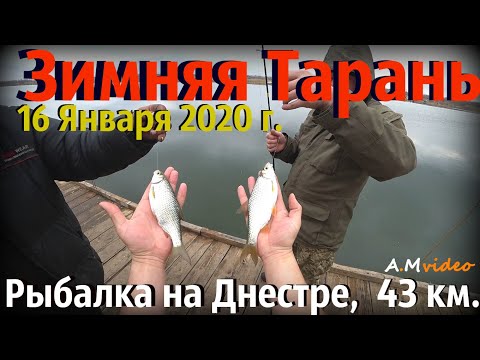 Видео: Зимняя Тарань,16 Января 2020 г. Рыбалка на Днестре,  43 км.