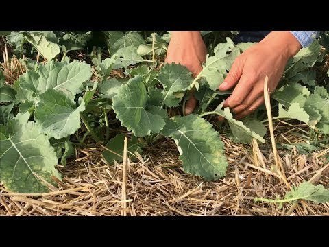 Видео: Как вырастить рапс на большом количестве соломы