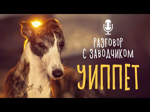 Видео: Разговор с заводчиком: уиппет // особенности породы / уход и содержание собаки