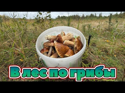 Видео: В лес по грибы!