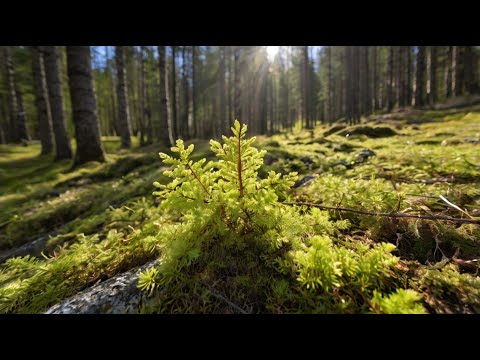 Видео: 23 июня 2024 г. На Крайнем севере распускаются листья. Потеплело до +28.