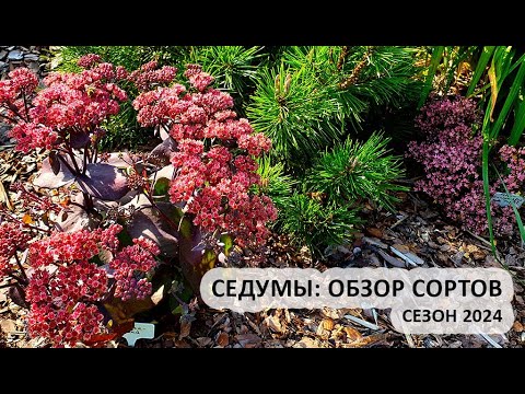 Видео: Седумы: обзор сортов седумов (очитков), сезон 2024