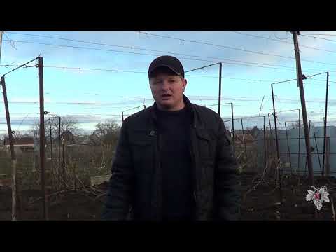 Видео: Последняя ОБРАБОТКА КУСТОВ ВИНОГРАДА перед УКРЫТИЕМ