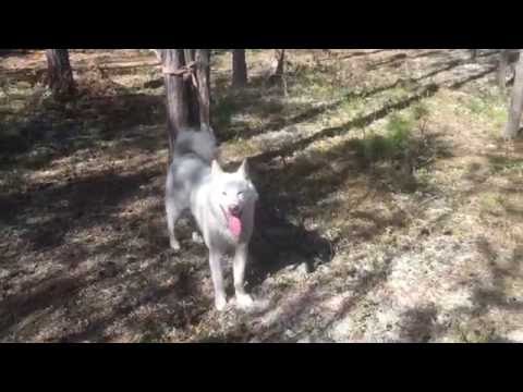 Видео: Испытания ЗСЛ по кабану, медведю, барсуку. г. Югорск май 2016