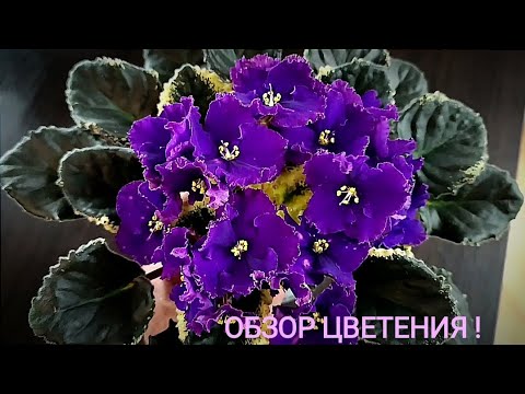 Видео: МОЯ КОЛЛЕКЦИЯ ! ОБЗОР ЦВЕТЕНИЙ !!!            Для заказа фиалок Вайбер              +380999125535