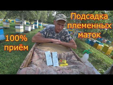 Видео: ПОДСАДКА ПЛЕМЕННЫХ МАТОК ИЗ Германии! 100% способ подсадки маток 