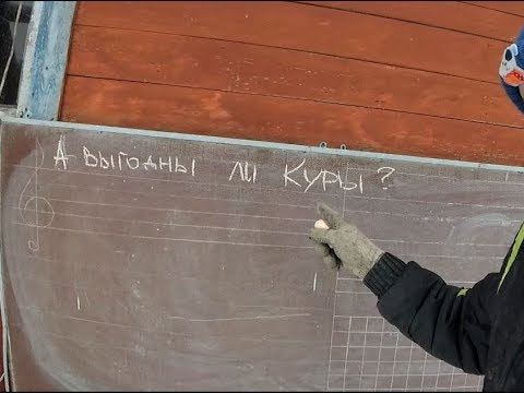 Видео: А выгодны ли куры?