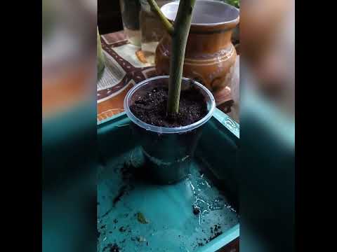 Видео: Черенкуем бругмансию, есть нюансы, не упустите важные моменты.