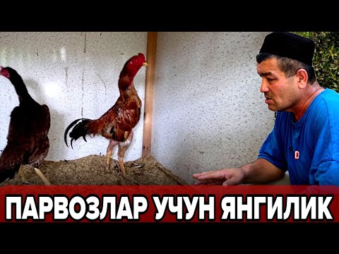 Видео: МАНА УША АНДИЖОНЛИК ЭСКИ ПАРВОЗ  ДАКАНЛАРИ ПАРВОЗЛАР УЧУН ЯНГИ ВИДЕО