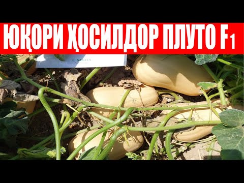 Видео: Юқори ҳосилдор ошқовоқ Плуто F1- деҳқон ва харидорларга хам манзур (Squash Pluto F1-Sakata)