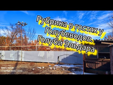 Видео: В гостях у Голубевода Эльдара Талдыкорган Балпық би. Серьёзная стая в небе. #голубевод