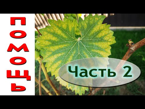 Видео: Желтеют листья винограда что делать? ч.2 Нехватка магния. Как бороться? Лечение!