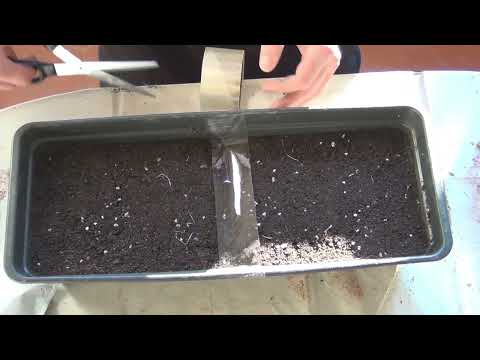 Видео: Открытие табачного сезона 2022, посев семян табака