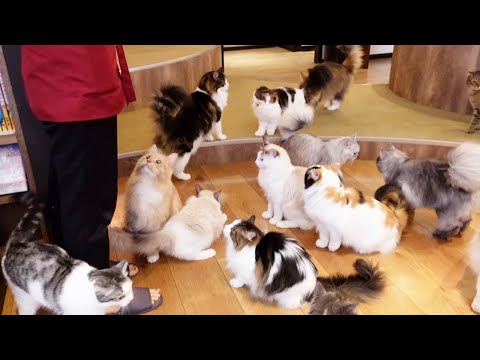 Видео: Кошка! Кошка! Кошка! Посетили лучшее в Японии кафе для кошек | MOCHA Ikebukuro Tokyo