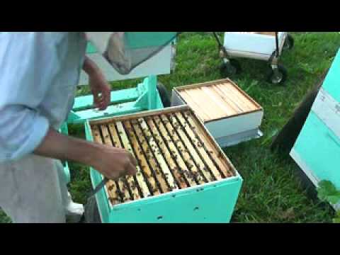 Видео: по методу Ковалёва.By the method of Kovalev.