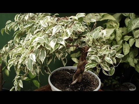 Видео: Гулларга супер табиий озука #uybekasi 