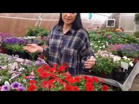 Видео: Обзор цветов в теплице у Евгении 