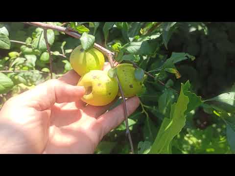 Видео: Изумителната градина на Тодор Тодоров край Пловдив! Част 1