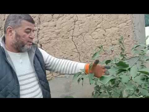 Видео: 17 ноября 2024 г.#limon #darslik