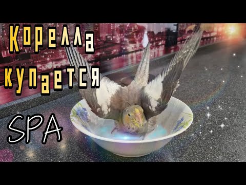 Видео: Попугай корелла устраивает водные процедуры. Купаем попугая