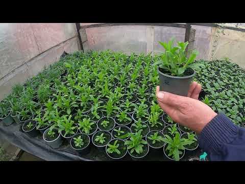 Видео: О гвоздике турецкой - это важно знать !!! Советы агронома.
