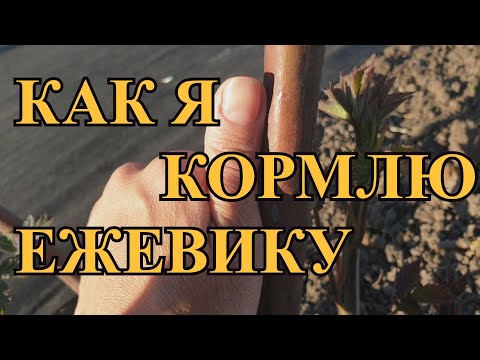 Видео: Как я кормлю ежевику и не только)))