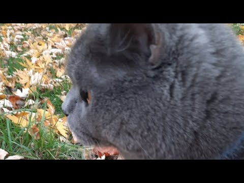 Видео: TOM и #NELLUX LIFE в прямом эфире!#recommendations #cat