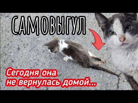 Видео: Кошка ползла  и кричала о помощи /самовыгул оказался для кошки последним/ help save the cat
