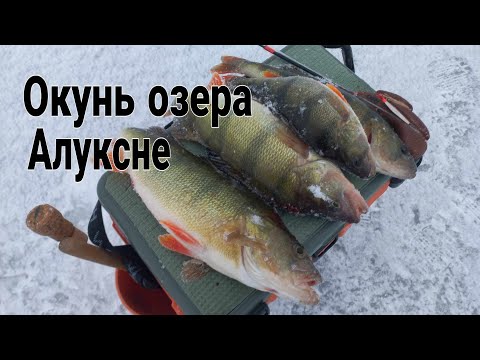 Видео: Зимняя рыбалка.Ловля окуня на озере Алуксне.Aluksnes kimlaki