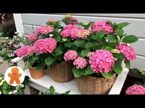 Видео: Мой Сад в Июне ✧ Новый Участок ✧ Моя Дача