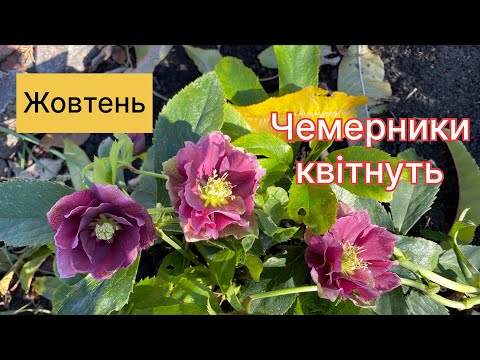 Видео: Мій сад. Чемерники, морозники в жовтні.#морозник #garden #осіннійсад 