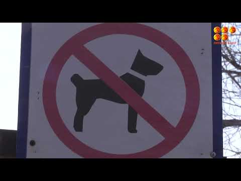 Видео: Таблички "выгул собак запрещен" во дворах - неправомерны?