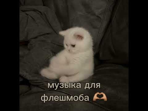 Видео: Музыка для флешмоба  🐆🫶🏽