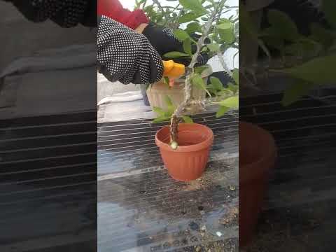 Видео: малачай она мехри гулини уй шароитида ку́пайтирамиз