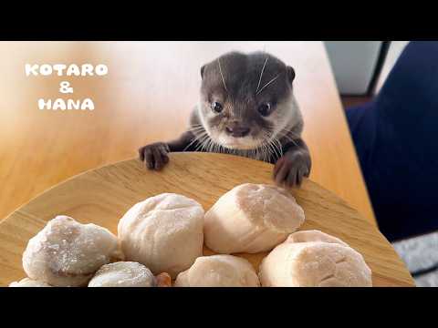 Видео: Выдры без ума от гигантских гребешков!