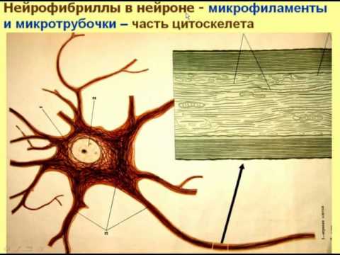 Видео: Нервная ткань-1. Видеолекция С.М.Зиматкин (9)