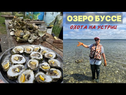 Видео: 83 – ОЗЕРО БУССЕ на Сахалине – охота на устриц и других морских гадов