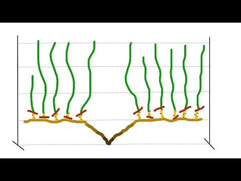 Видео: Обрезка невызревшей лозы или обрезка на рожки. Схематично и с примерами