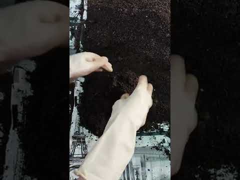 Видео: Болмо гулдору учун биогумус топурагы.