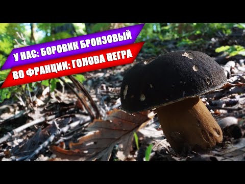 Видео: КАК НАШИ ГРИБЫ НАЗЫВАЮТ ЗА РУБЕЖОМ | ЭКСКЛЮЗИВ | Часть 1